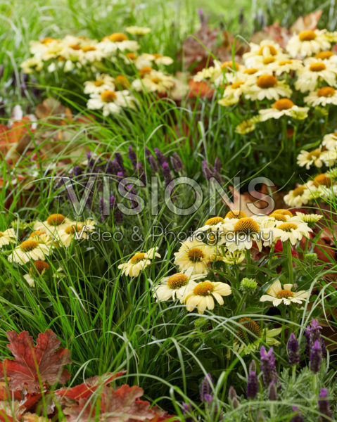Vaste planten mix Vaste planten mix