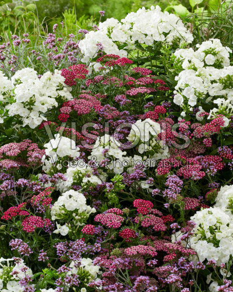 Perennial mix