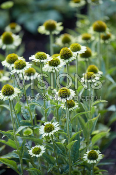 Echinacea purpurea Green Jewel® Echinacea purpurea Green Jewel®