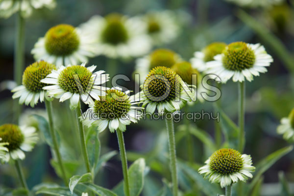 Echinacea green deals jewel