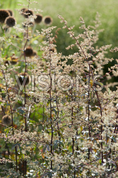 Artemisia lactiflora Guizhou