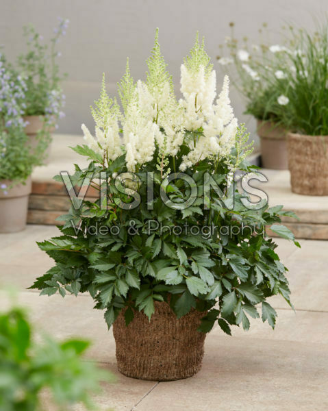Astilbe Lowlands White Astilbe Lowlands White
