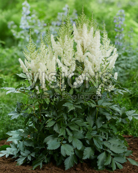 Astilbe Lowlands White Astilbe Lowlands White