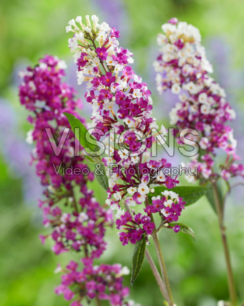 Buddleja davidii Berries & Cream Buddleja davidii Berries & Cream