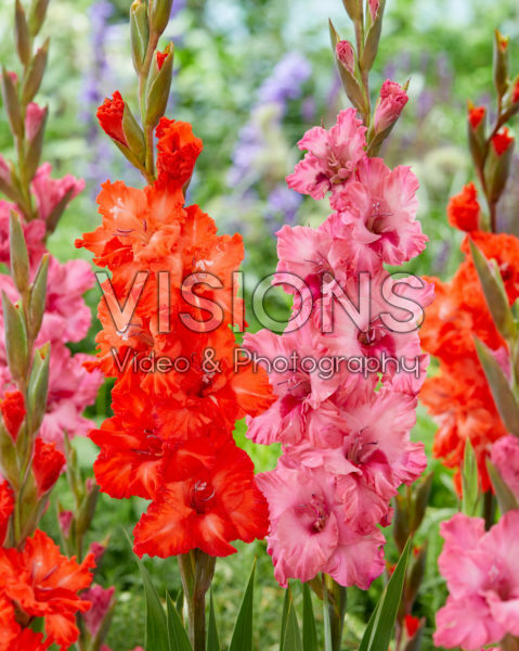 Gladiolus Kingston Ruffle, Fire Cracker Gladiolus Kingston Ruffle, Fire Cracker