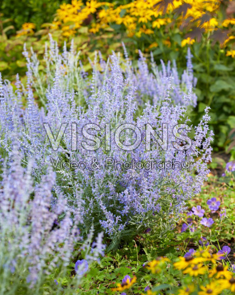 Perovskia atriplicifolia Lacey Blue