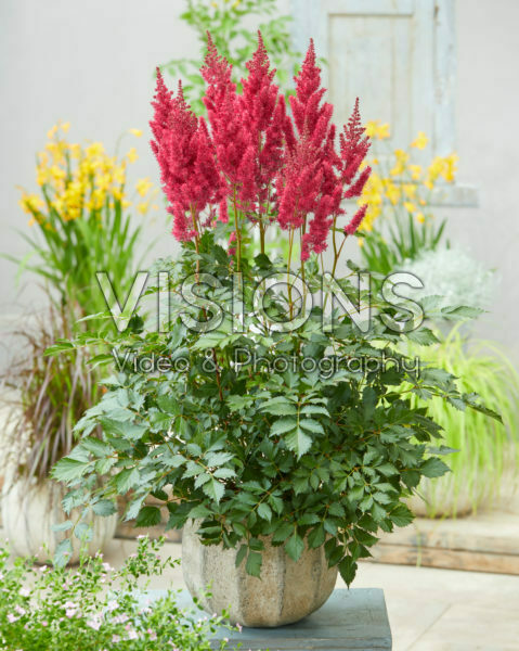 Astilbe Lowlands Ruby Red Astilbe Lowlands Ruby Red