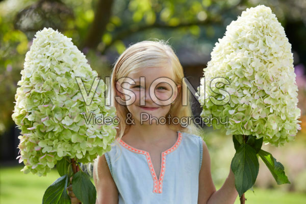 Hydrangea paniculata Hercules Hydrangea paniculata Hercules