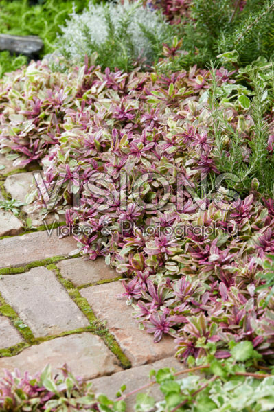 Ajuga Princess Nadia Ajuga Princess Nadia