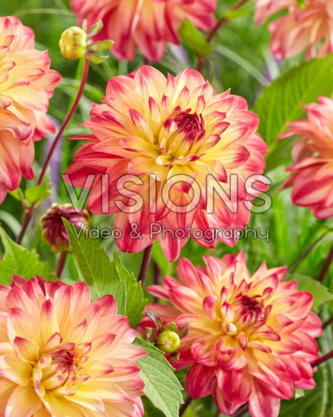 Dahlia Prinzessa Dahlia Prinzessa