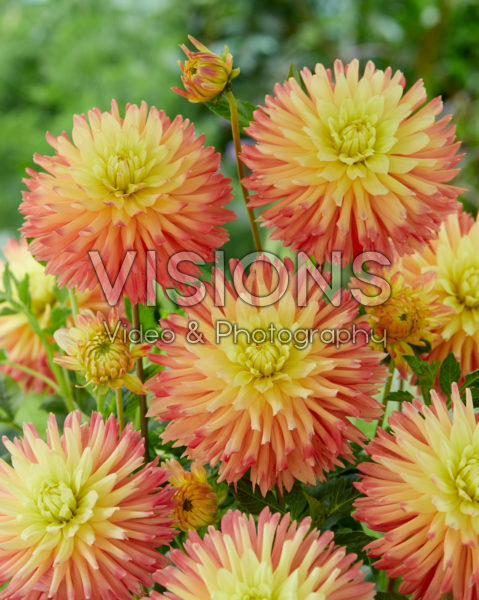 Dahlia Felida Solar Flair