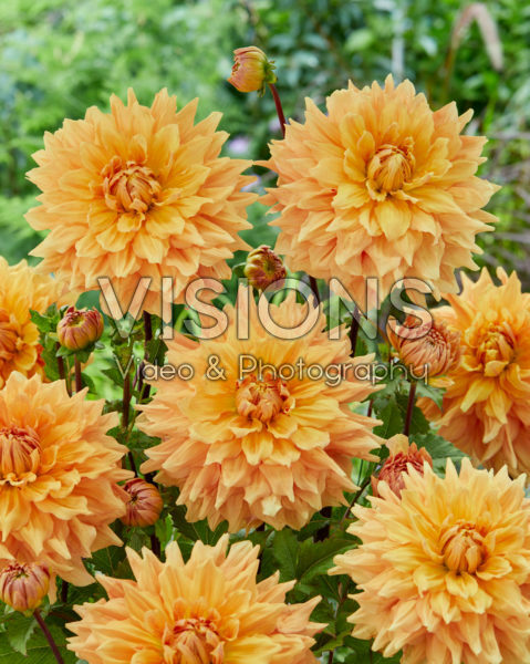 Dahlia Ben Huston Dahlia Ben Huston