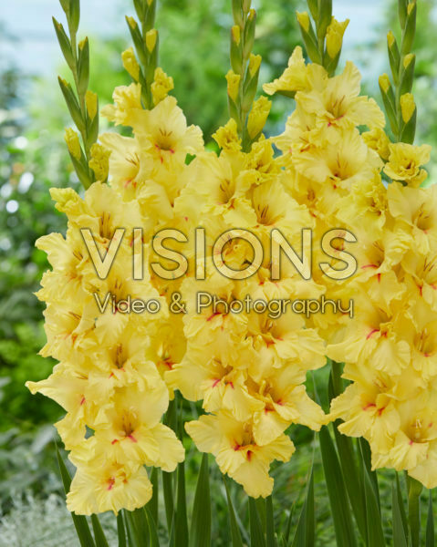 Gladiolus Yellow Age