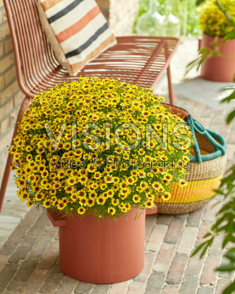 Coreopsis Twinklebells® Sunrise Coreopsis Twinklebells® Sunrise