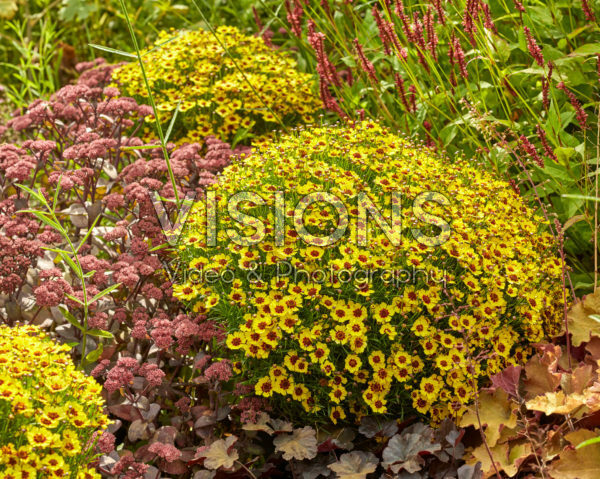 Coreopsis Twinklebells® Sunrise Coreopsis Twinklebells® Sunrise