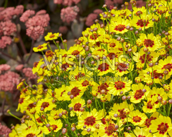 Coreopsis Twinklebells® Sunrise