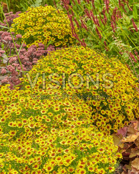 Coreopsis Twinklebells® Sunrise Coreopsis Twinklebells® Sunrise