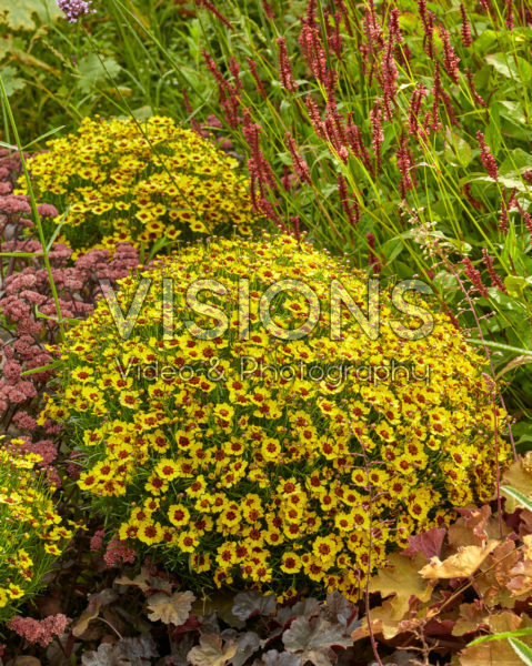 Coreopsis Twinklebells® Sunrise Coreopsis Twinklebells® Sunrise