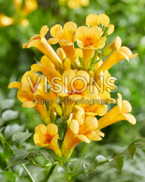 Campsis radicans Golden Trumpet Campsis radicans Golden Trumpet