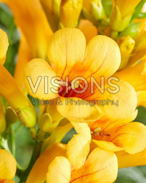 Campsis radicans Golden Trumpet 