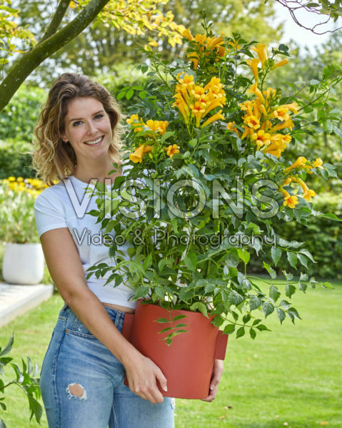 Campsis radicans Golden Trumpet 