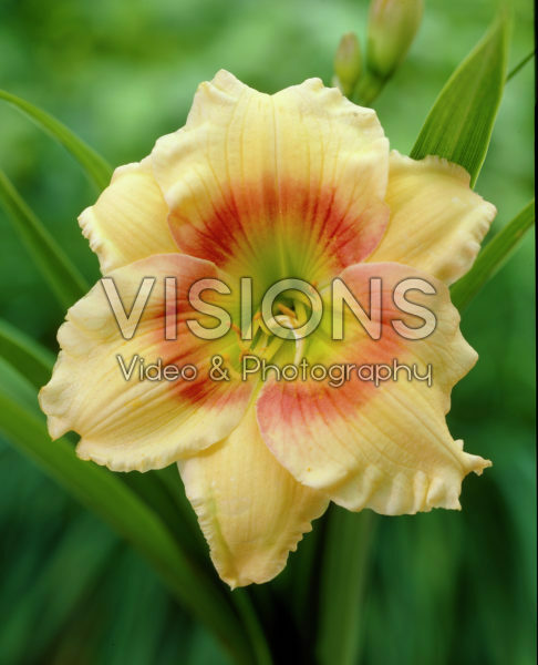 Hemerocallis Spits Beauty Hemerocallis Spits Beauty