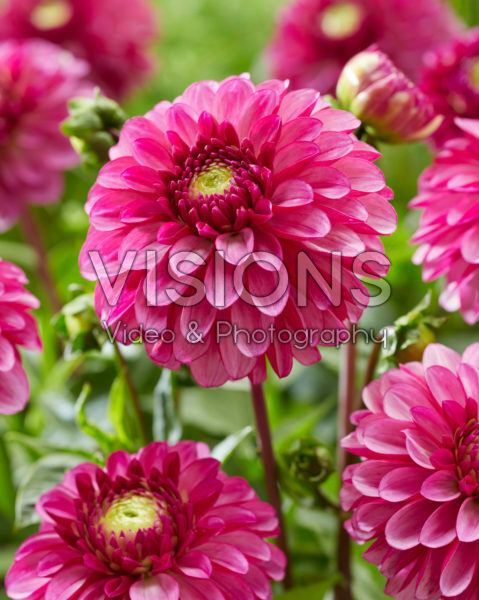 Dahlia Blushing Princess Dahlia Blushing Princess