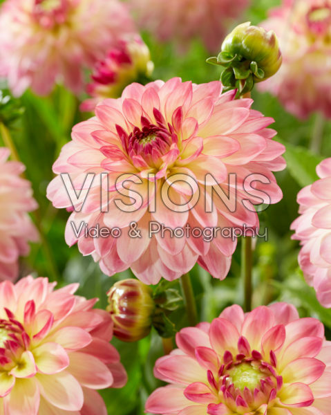 Dahlia Pure Happiness Dahlia Pure Happiness