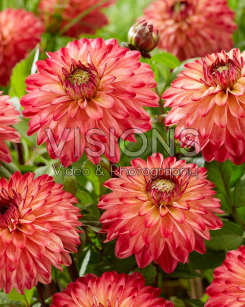 Dahlia Brabo Dahlia Brabo
