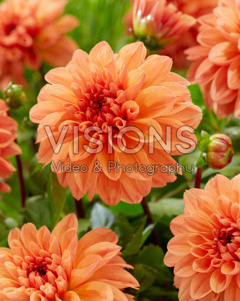 Dahlia Royal King Dahlia Royal King