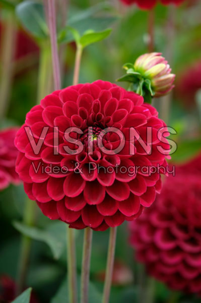 Dahlia Red Fox® Dahlia Red Fox®