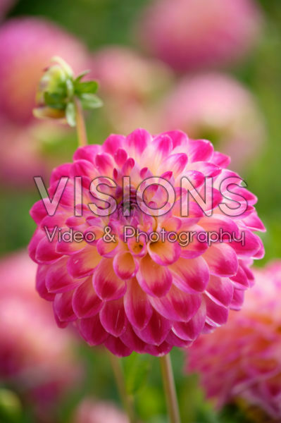 Dahlia Hapet Daydream Dahlia Hapet Daydream
