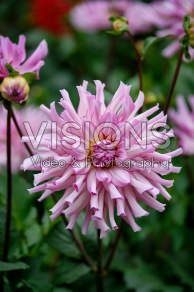 Dahlia Leila Savanna Rose Dahlia Leila Savanna Rose