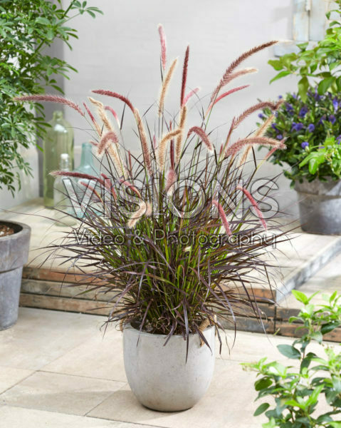Pennisetum x advena Chelsea Pennisetum x advena Chelsea