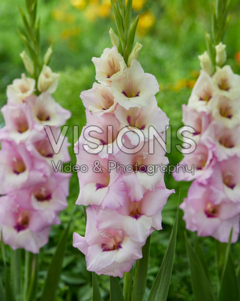 Gladiolus Venezia