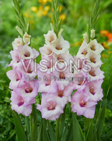 Gladiolen Venezia Gladiolen Venezia