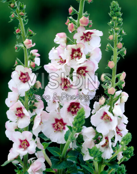 Verbascum Jolly Eyes Verbascum Jolly Eyes