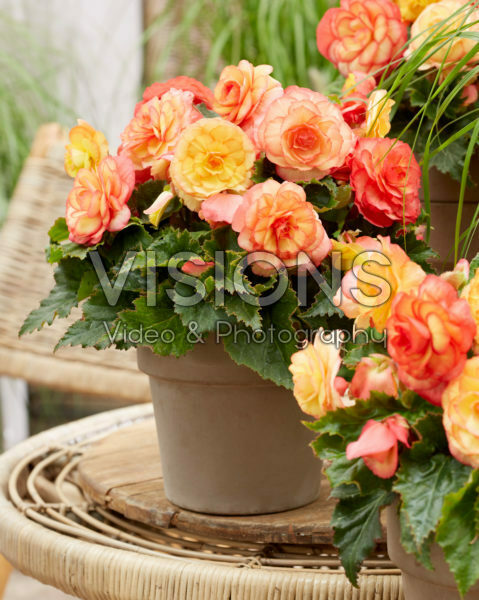 Begonia On Top® Sunset Shades