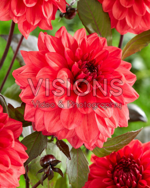 Dahlia red