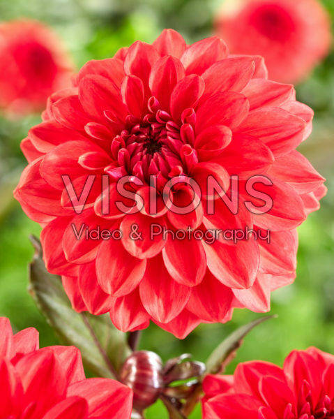 Dahlia red