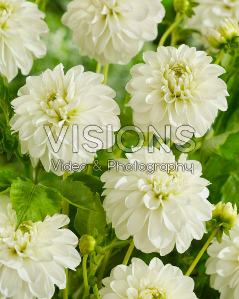 Dahlia white