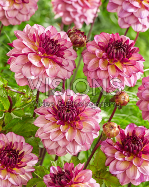 Dahlia Muchacha Dahlia Muchacha