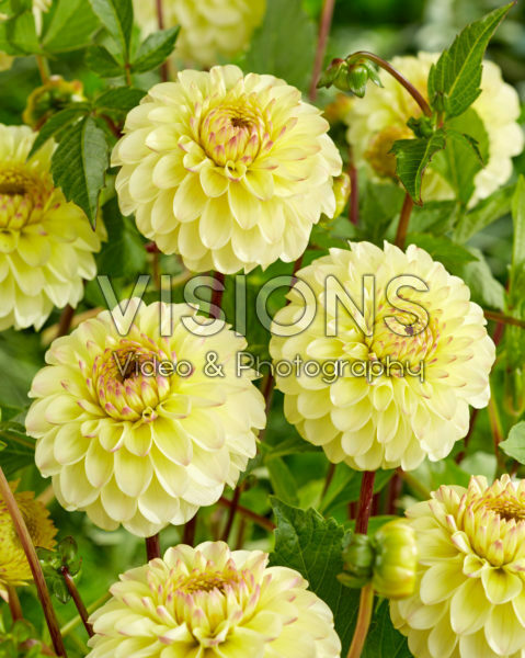 Dahlia Bolt