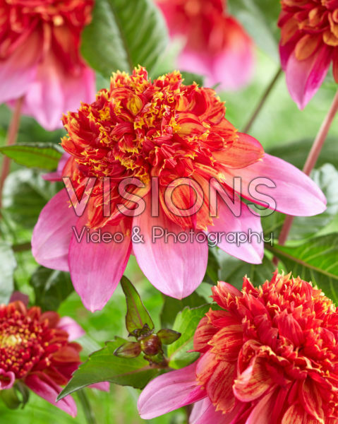 Dahlia anemone flowering