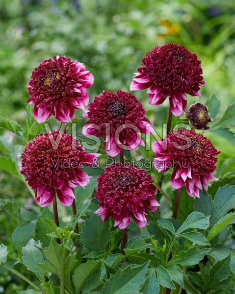 Dahlia Collarette Anemone Purple-White