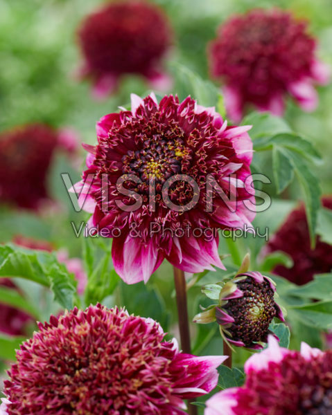 Dahlia Collarette Anemone Purple-White