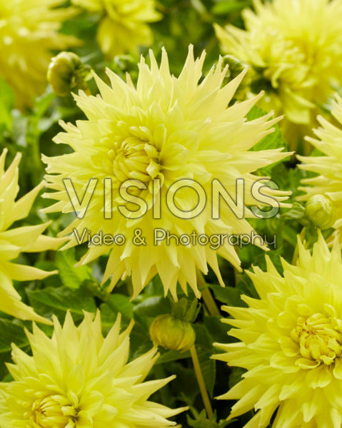 Colourful dahlias