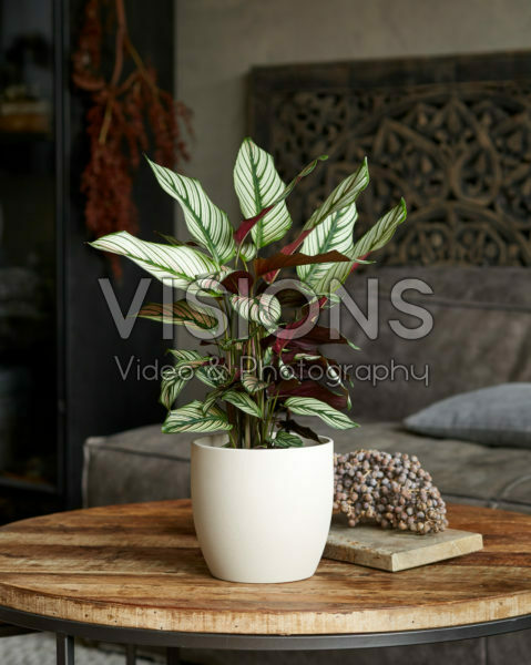 Calathea majestica Whitestar Calathea majestica Whitestar