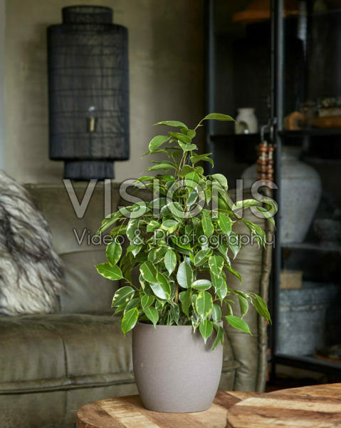 Ficus benjamina Golden King Ficus benjamina Golden King
