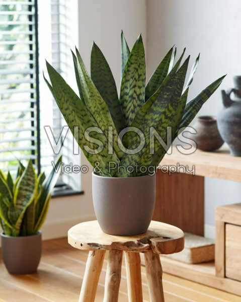Sansevieria zeylanica Fan